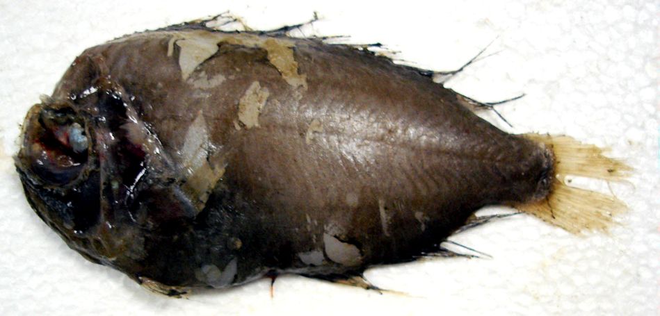 Platyberyx opalescens_004